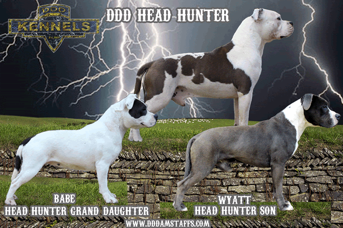 DDDAWGS HEAD HUNTER